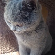 皮卡丘今晚吃鸡