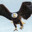 eaglefucks