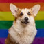 GayCorgiPOG
