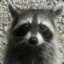 Mr Raccoon