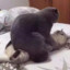 萝卜头i