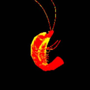 Shrimpocalypse