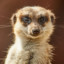 Meerkat^SPK