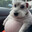 PBdoglover