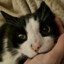 Louisha Mishin's Cat