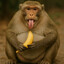 Chunky Monkey