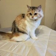 用實力教你做人