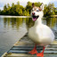 dog Duck