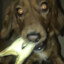 TURBODACHSHUND