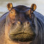 Biff Steak
