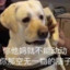【百日萌新】白给天才