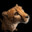 Cheetahpiss