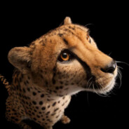 Cheetahpiss