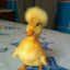 Epic_Duck