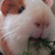 Жевотное Фрося 5