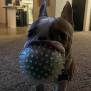 анальная язва