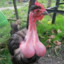 LE COCK