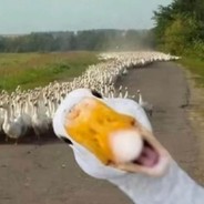 只莫不甘娜不行