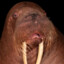 IcepickedWalrus