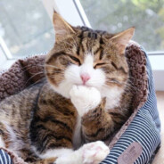 小·猫之使徒·泽