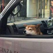 SSSYY烧烧烧羊羊