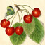 Isla Cherry