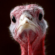 SlurpyTurkey