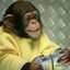 Ape Gaming
