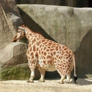 отец ментлджампа