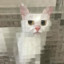 The angry mosaic cat