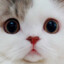 Котик
