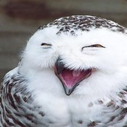 Smiling_owl