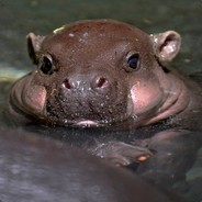 HippopotamusXD