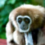 Sad Gibbon