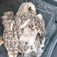 翻斗花园闲人一号