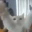 cat dancing to portal radio