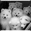 Bunch of Fluffeh Goodness