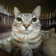 Kiro