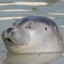 seallyseal