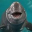 Flippy the Abortion Porpoise