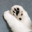山竹猫jio