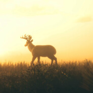 Deer_in_heart