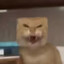方头耄耋