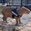 Capybara Police