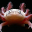 Axolotl