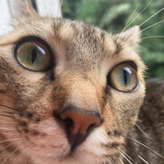 kasestreifen avatar