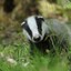 Furious Badger