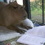 Lawyer Capybara