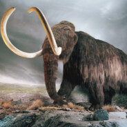 <Pigos Agresiwos> Zuk96