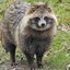 Ashen Raccoon